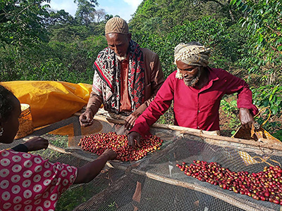 エチオピアのコーヒー生産農家©Farm Africa