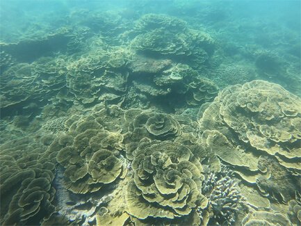 サンゴ礁（豪州）