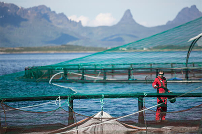 Salmon Aquaculture Industry̶