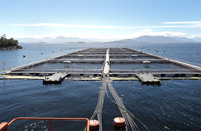 Application of Life Cycle Analysis in our Salmon Farming Business